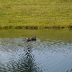 Duck release on Greif property
