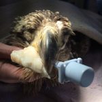 Juvenile Bald Eagle After Surgery