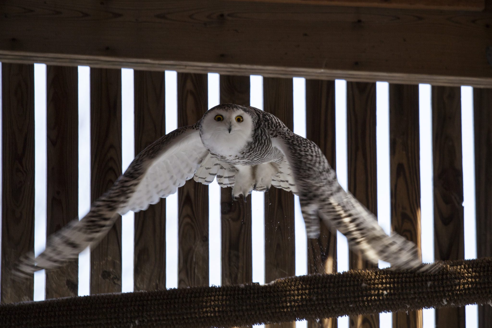 Snowy Owl Injured in Traffic Saved - Ohio Wildlife Center