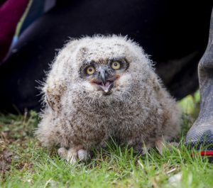 Great Horned Owl Nestling