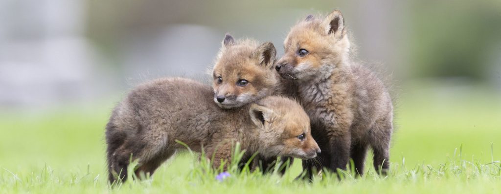 Group of Fox Kits