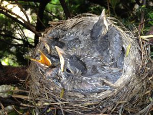 robin fledglings in nest