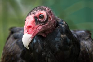 American Turkey Vulture