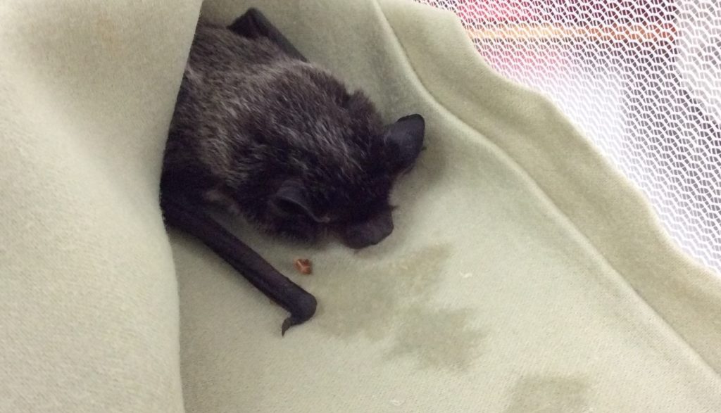 Silver-Haired Bat Rescued from Snowy Downtown Sidewalk - Ohio Wildlife  Center