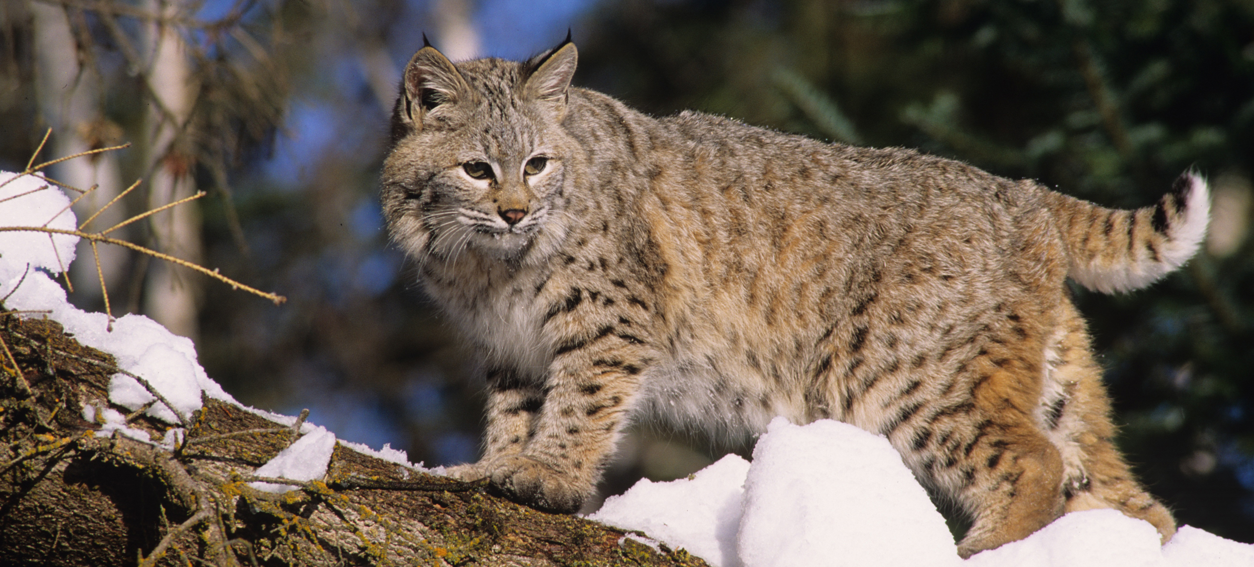 Cat Breeds That Look Like Bobcats  